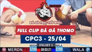 Video đá gà trực tiếp thomo CPC3 ngày 25042026