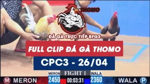 Video đá gà trực tiếp thomo CPC3 ngày 26042026