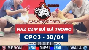 Video đá gà trực tiếp thomo CPC3 ngày 30042026