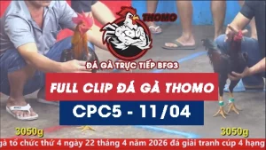 Video đá gà trực tiếp thomo CPC5 ngày 11042026