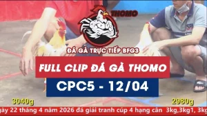 Video đá gà trực tiếp thomo CPC5 ngày 12042026