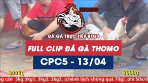 Video đá gà trực tiếp thomo CPC5 ngày 13042026
