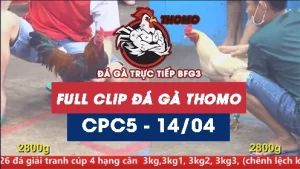 Video đá gà trực tiếp thomo CPC5 ngày 14042026