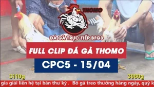 Video đá gà trực tiếp thomo CPC5 ngày 15042026