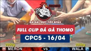 Video đá gà trực tiếp thomo CPC5 ngày 16042026