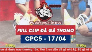 Video đá gà trực tiếp thomo CPC5 ngày 17042026