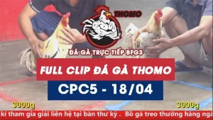 Video đá gà trực tiếp thomo CPC5 ngày 18042026