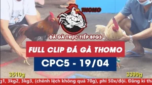 Video đá gà trực tiếp thomo CPC5 ngày 19042026