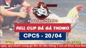 Video đá gà trực tiếp thomo CPC5 ngày 20042026