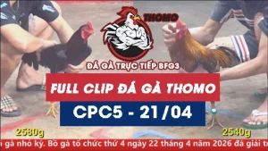 Video đá gà trực tiếp thomo CPC5 ngày 21042026