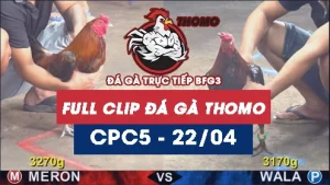 Video đá gà trực tiếp thomo CPC5 ngày 22042026