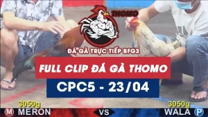 Video đá gà trực tiếp thomo CPC5 ngày 23042026