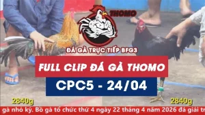 Video đá gà trực tiếp thomo CPC5 ngày 24042026