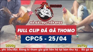 Video đá gà trực tiếp thomo CPC5 ngày 25042026
