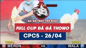 Video đá gà trực tiếp thomo CPC5 ngày 26042026