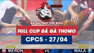 Video đá gà trực tiếp thomo CPC5 ngày 27042026