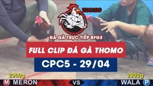 Video đá gà trực tiếp thomo CPC5 ngày 29042026
