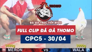 Video đá gà trực tiếp thomo CPC5 ngày 30042026