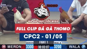 Video đá gà trực tiếp thomo CPC2 ngày 01052026