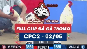 Video đá gà trực tiếp thomo CPC2 ngày 02052026