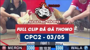 Video đá gà trực tiếp thomo CPC2 ngày 03052026