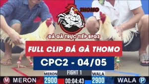 Video đá gà trực tiếp thomo CPC2 ngày 04052026