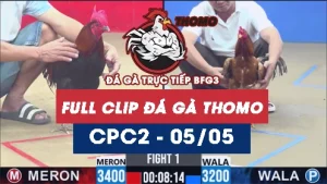 Video đá gà trực tiếp thomo CPC2 ngày 05052026