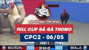 Video đá gà trực tiếp thomo CPC2 ngày 06052026