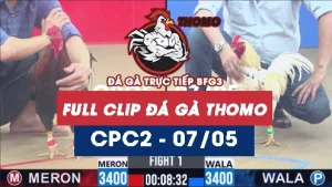 Video đá gà trực tiếp thomo CPC2 ngày 07052026