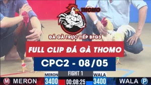 Video đá gà trực tiếp thomo CPC2 ngày 08052026
