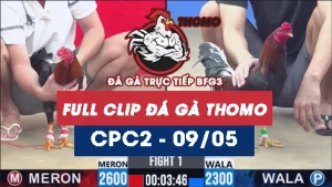 Video đá gà trực tiếp thomo CPC2 ngày 09052026