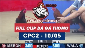 Video đá gà trực tiếp thomo CPC2 ngày 10052026