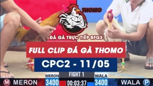 Video đá gà trực tiếp thomo CPC2 ngày 11052026