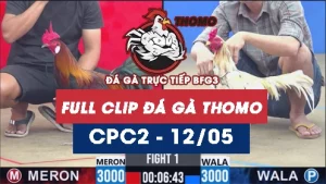 Video đá gà trực tiếp thomo CPC2 ngày 12052026