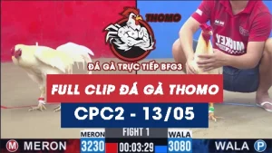 Video đá gà trực tiếp thomo CPC2 ngày 13052026