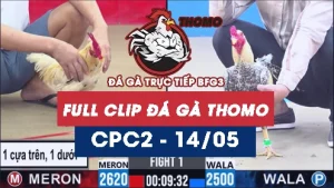Video đá gà trực tiếp thomo CPC2 ngày 14052026