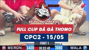 Video đá gà trực tiếp thomo CPC2 ngày 15052026