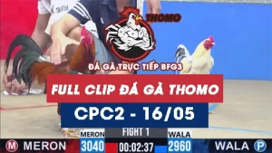 Video đá gà trực tiếp thomo CPC2 ngày 16052026