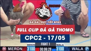 Video đá gà trực tiếp thomo CPC2 ngày 17052026