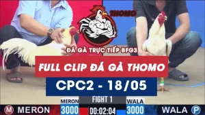 Video đá gà trực tiếp thomo CPC2 ngày 18052026