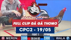Video đá gà trực tiếp thomo CPC2 ngày 19052026