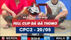Video đá gà trực tiếp thomo CPC2 ngày 20052026