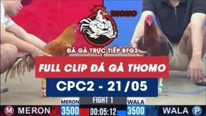 Video đá gà trực tiếp thomo CPC2 ngày 21052026