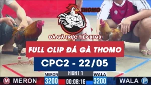 Video đá gà trực tiếp thomo CPC2 ngày 22052026