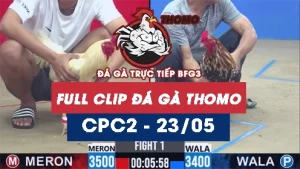 Video đá gà trực tiếp thomo CPC2 ngày 23052026