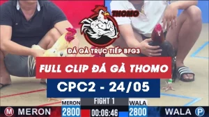 Video đá gà trực tiếp thomo CPC2 ngày 24052026
