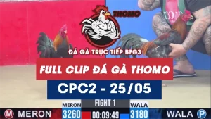 Video đá gà trực tiếp thomo CPC2 ngày 25052026