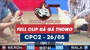 Video đá gà trực tiếp thomo CPC2 ngày 26052026