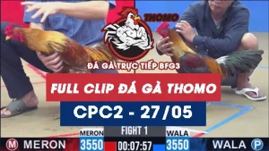 Video đá gà trực tiếp thomo CPC2 ngày 27052026