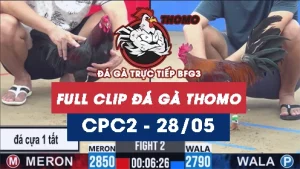 Video đá gà trực tiếp thomo CPC2 ngày 28052026